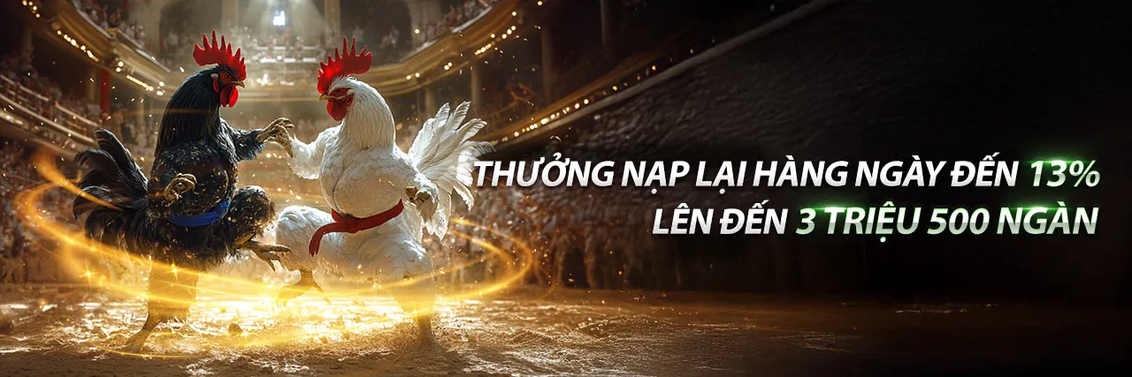 Sân đấu gà chuyên nghiệp tại DK88 BET